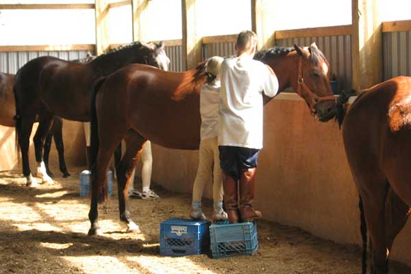 March Break Day Camp at Stillbrook Riding Stables